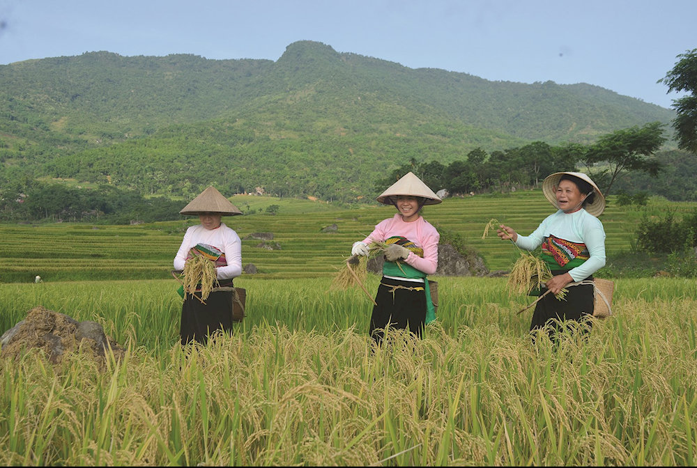Local farmers tend to follow their traditional farming practices handed down through generations